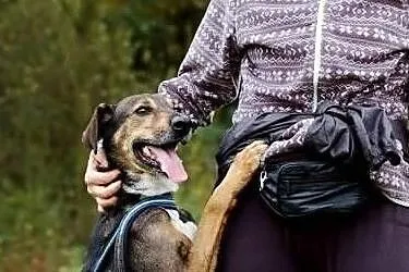 Cudowna sunia kochająca ludzi szuka dobrego domku, , Wrocław