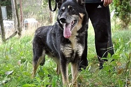 Pokochaj cudnego Rafiego :),  warmińsko-mazurskie 