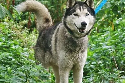 Kaiko - ideał husky, dobrze ułożony, aktywny i przyjazny ADOPCJA,  Kundelki cała Polska