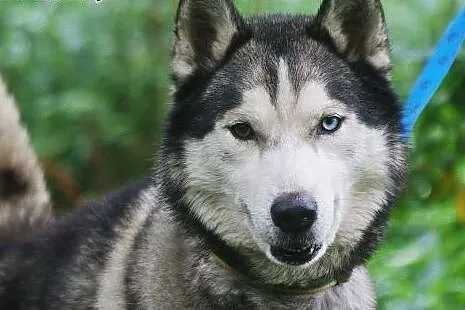 Kaiko - ideał husky, dobrze ułożony, aktywny i prz