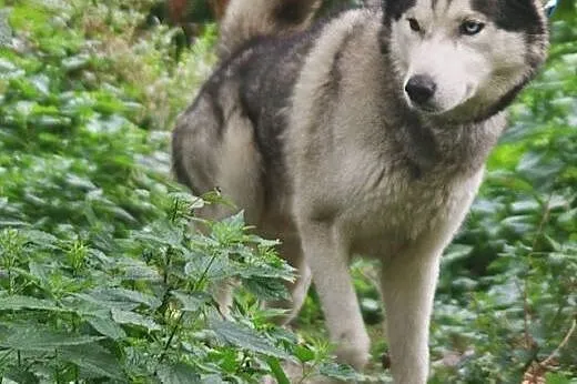 Kaiko - ideał husky, dobrze ułożony, aktywny i prz