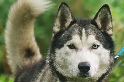 Kaiko - ideał husky, dobrze ułożony, aktywny i prz