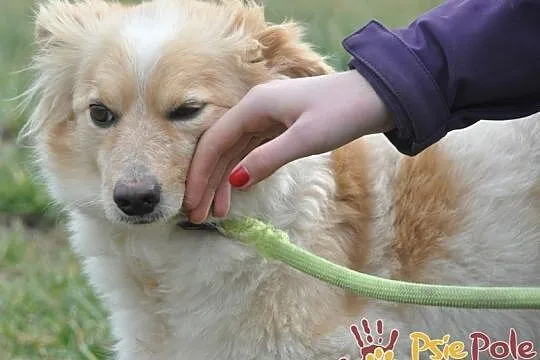 KOSIA-wspaniała, bardzo kochana, spokojna, pogodna sunia-1,5 roku-szukamy domu, Kraków, Małopolskie, Kraków