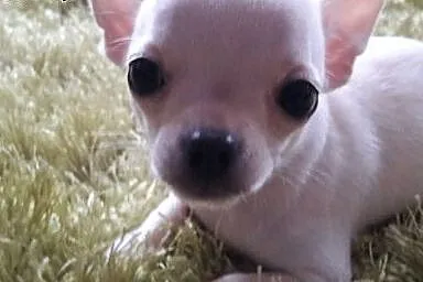 Chihuahua- mini szczeniaczek,  śląskie Częstochowa