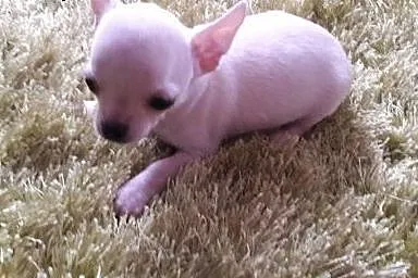 Chihuahua- mini szczeniaczek,  śląskie Częstochowa