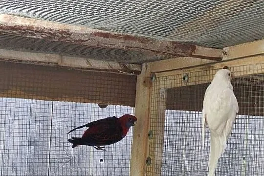 Rozelle królewskie pary ,młode ,faliste pary i młode, Podkarpackie, Czermin