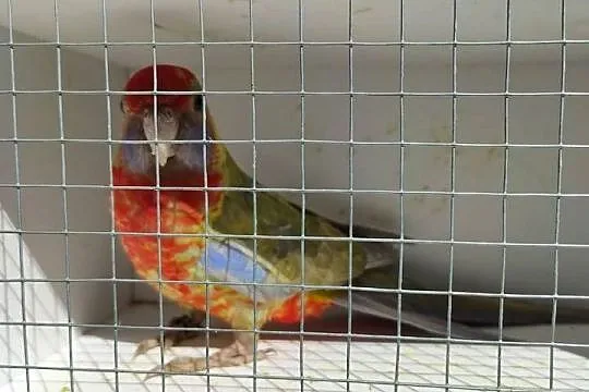 Rozelle królewskie pary ,młode ,faliste pary i młode, Podkarpackie, Czermin