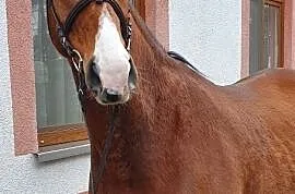Niemiecki koń sportowy, Koszalin