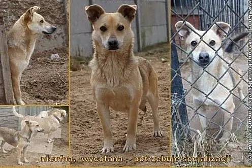 Mika- kto pomoże jej zaufać?,  kujawsko-pomorskie 