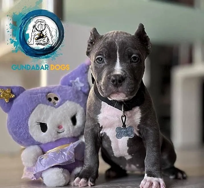 American Bully ABKC suczka, Wielkopolskie, Koło