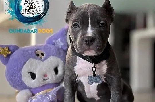 American Bully ABKC suczka