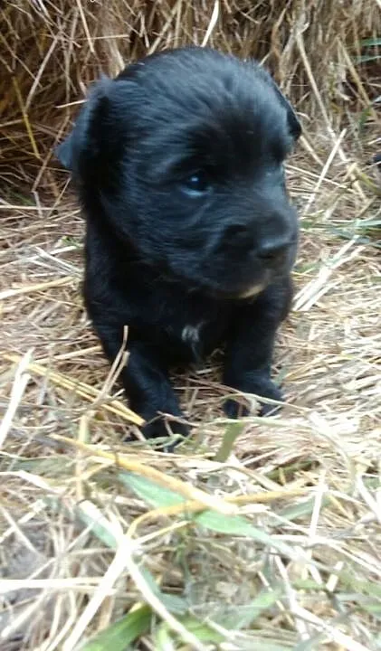 Oddam szczeniaki w dobre ręce!, wielkopolskie Wro