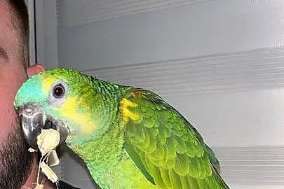 Papuga Amazonka