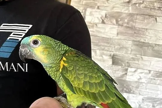 Papuga Amazonka, Zachodniopomorskie, Gryfice