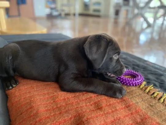 Labrador Retriever szczenieta czekoladowe, szczeniaki, , Zielona Góra