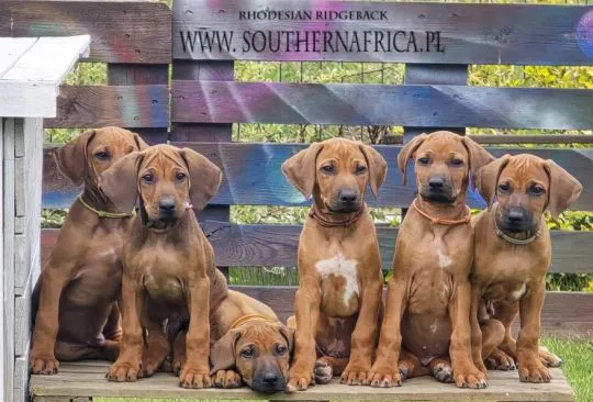 Szczenięta Rhodesian Ridgeback FCI / ZKwP gotowe do odbioru