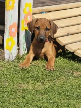 Szczenięta Rhodesian Ridgeback FCI / ZKwP gotowe do odbioru, , Rzeszów
