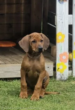 Szczenięta Rhodesian Ridgeback FCI / ZKwP gotowe do odbioru, , Rzeszów