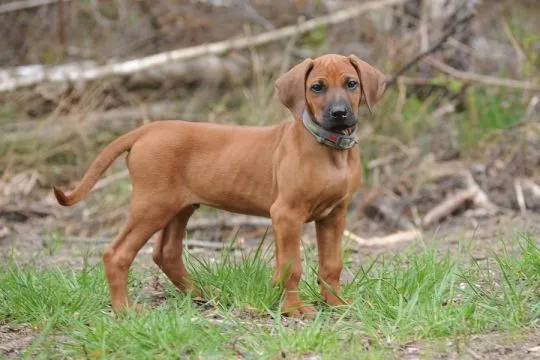 Szczenięta Rhodesian Ridgeback FCI / ZKwP gotowe do odbioru, , Rzeszów