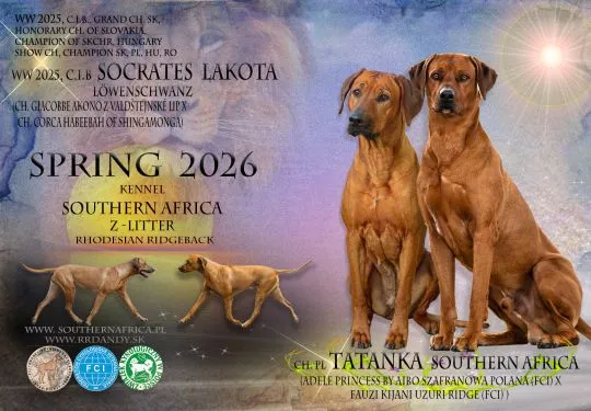 Szczenięta Rhodesian Ridgeback FCI / ZKwP gotowe do odbioru, , Rzeszów