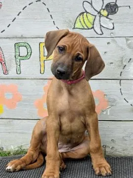Szczenięta Rhodesian Ridgeback FCI / ZKwP gotowe do odbioru, , Rzeszów