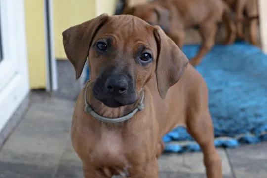 Szczenięta Rhodesian Ridgeback FCI / ZKwP gotowe do odbioru, , Rzeszów