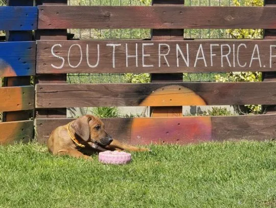 Szczenięta Rhodesian Ridgeback FCI / ZKwP gotowe do odbioru, , Rzeszów