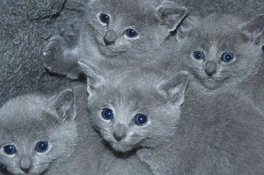 Koty, Kocięta Rosyjskie-Niebieskie z Rodowodami, Gdynia