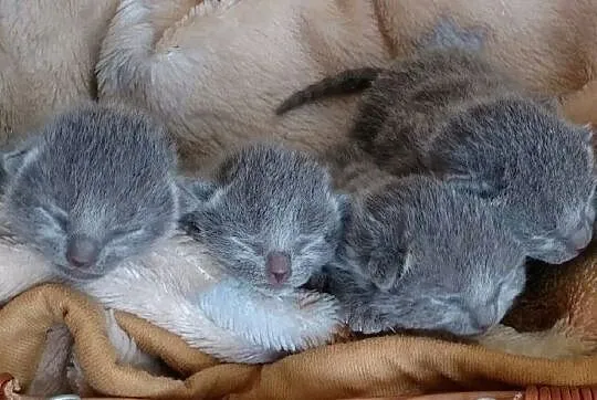Koty, Kocięta Rosyjskie-Niebieskie z Rodowodami, Gdynia