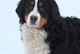 Berneński pies pasterski piękny Diego z Rodowodem , Poraj