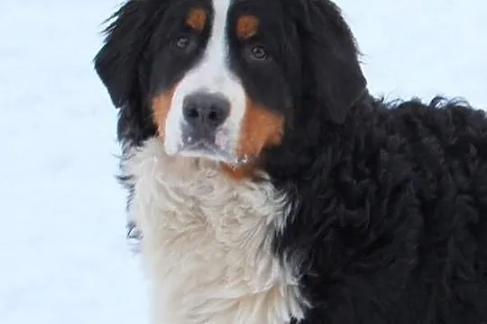 Berneński pies pasterski piękny Diego z Rodowodem 