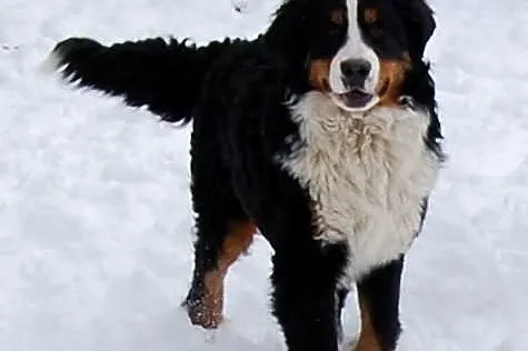 Berneński pies pasterski piękny Diego z Rodowodem 