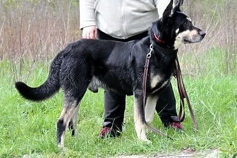 Aktywny psiak Nodi szuka domu!,  dolnośląskie Wroc