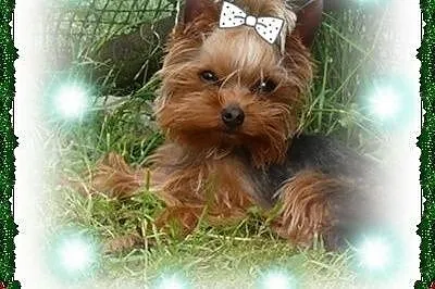 York,yorkshire terrier! REPRODUKTOR 1,20lkg, KRYCI