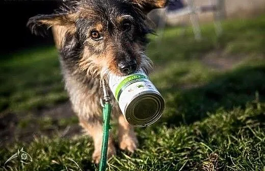 Zamiast wygrać szóstkę w totka, lepiej adoptować S