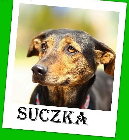Gończy mix,suka rodzinna,łagodna,średnia,sterylizo