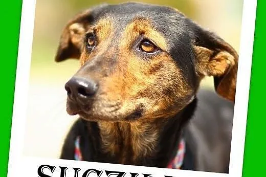 Gończy mix,suka rodzinna,łagodna,średnia,sterylizo