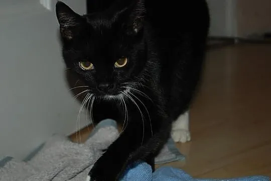 Pantusia