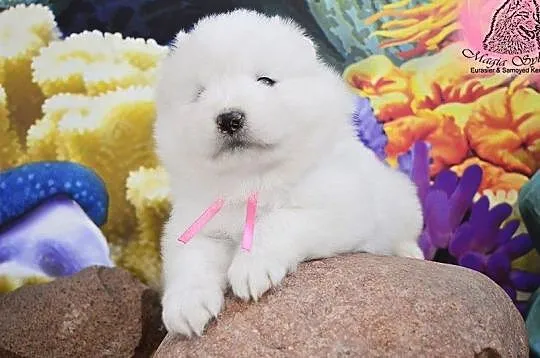 SAMOYED / SAMOJED Magia Syberii FCI - Miot 