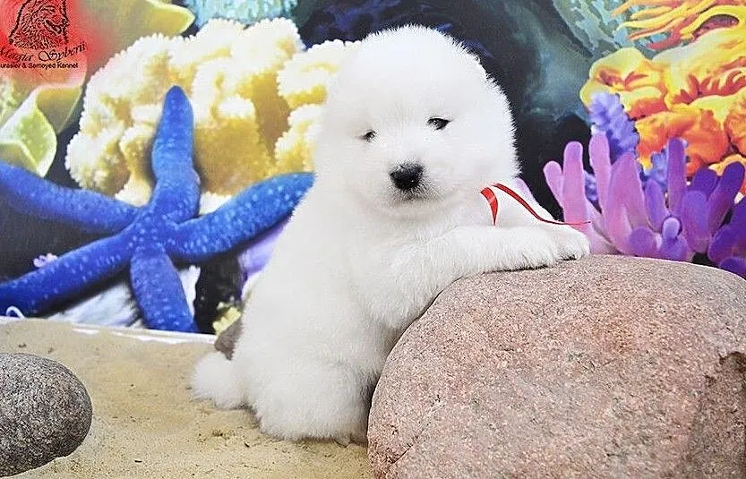 SAMOYED / SAMOJED Magia Syberii FCI - Miot