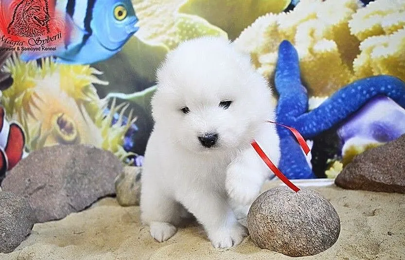 SAMOYED / SAMOJED Magia Syberii FCI - Miot