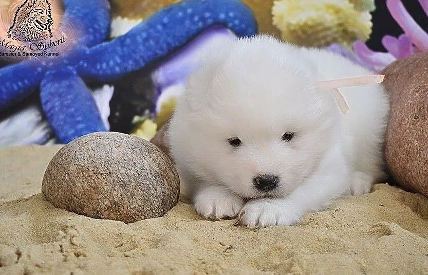 SAMOYED / SAMOJED Magia Syberii FCI - Miot