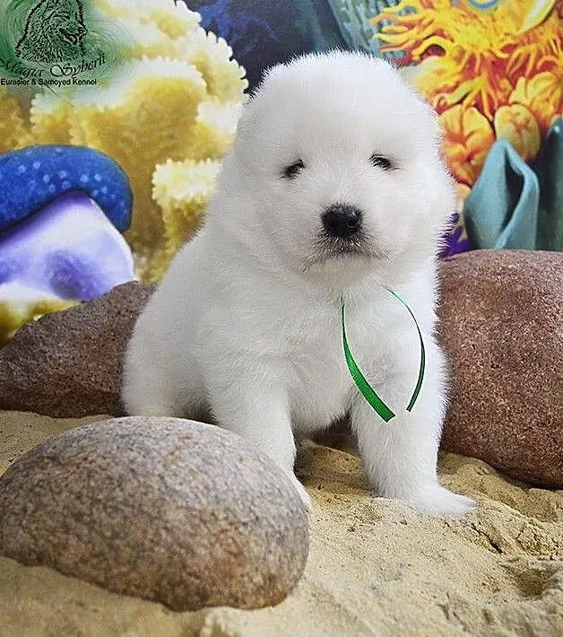 SAMOYED / SAMOJED Magia Syberii FCI - Miot