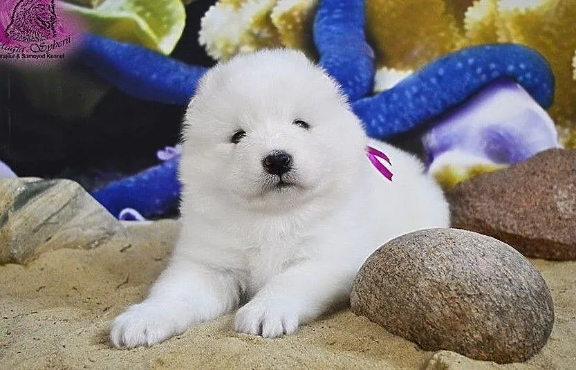 SAMOYED / SAMOJED Magia Syberii FCI - Miot