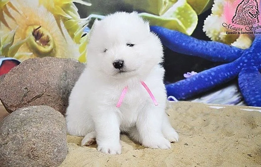 SAMOYED / SAMOJED Magia Syberii FCI - Miot