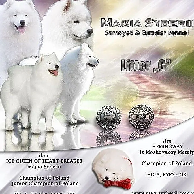 SAMOYED / SAMOJED Magia Syberii FCI - Miot
