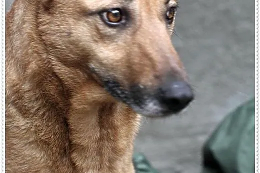 Wenka ,piękna, sympatyczna a wciąż bezdomna ......