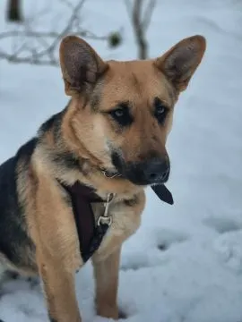 Mona - młoda, wesoła suczka owczarek mix  Młoda, radosna i gotowa na nową miłość. Szukamy domu dla M, , Warszawa
