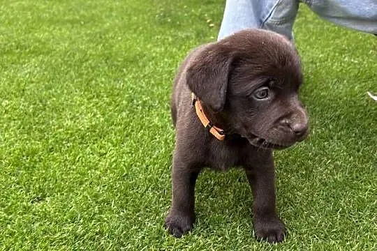 Labrador, Wielkopolskie, Siedlec