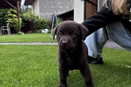 Labrador, Wielkopolskie, Siedlec